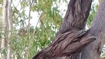 Burung hantu dari famili Nyctibiidae. Hewan ini ditemukan di Lembah Amazon. Foto: BoredPanda