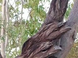 Bukan AI, Hewan-hewan Aneh Ini Benar Ada di Dunia Nyata