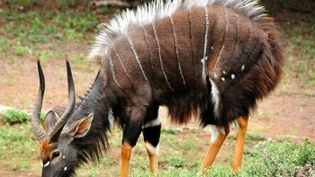 Nyala (Tragelaphus angasii), disebut roh hutan di dunia nyata. Foto: BoredPanda