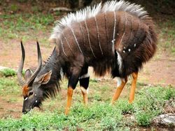 Bukan AI, Hewan-hewan Aneh Ini Benar Ada di Dunia Nyata