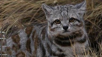 Amerika Selatan punya macan tutul salju versi yang jauh lebih kecil. Ini dia Kucing Gunung Andes (Leopardus jacobita), kerabat dekat ocelot penghuni hutan. Foto: BoredPanda