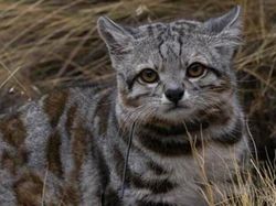 Bukan AI, Hewan-hewan Aneh Ini Benar Ada di Dunia Nyata