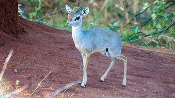 Antelop Dik-Dik termasuk dalam empat spesies dari genus Madoqua. Ini adalah Dik-Dik Perak (Madoqua piacentinii), yang terkecil dari genusnya, asli Somalia dan Etiopia. Ukuran penuhnya berkisar antara 1,8 hingga 2,9 kg. Mereka memiliki kuku yang tajam dan menandai wilayah kekuasaan mereka dengan air mata mereka. Foto: BoredPanda