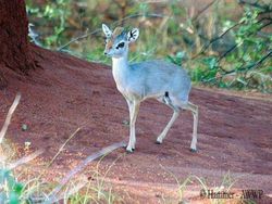Bukan AI, Hewan-hewan Aneh Ini Benar Ada di Dunia Nyata