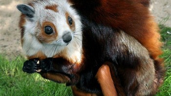 Tupai terbang raksasa yang jarang terlihat, nama ilmiahny Petaurista petaurista. Foto: BoredPanda