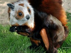 Bukan AI, Hewan-hewan Aneh Ini Benar Ada di Dunia Nyata