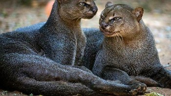 Jaguarundi (Herpailurus Yagouaroundi) kerabat terdekat singa gunung. Foto: BoredPanda