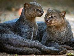 Bukan AI, Hewan-hewan Aneh Ini Benar Ada di Dunia Nyata