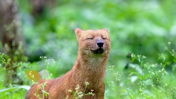 Anjing langka asli Asia, Dhole (Cuon alpinus). Foto: BoredPanda