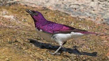 Jalak punggung ungu jantan (Cinnyricinclus leucogaster). Foto: BoredPanda