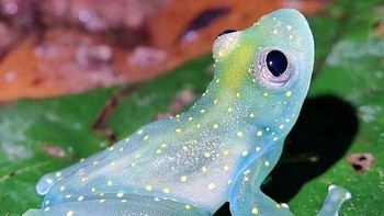 Katak kaca, nama ilmiahnya Cochranella euknemos. Foto: BoredPanda