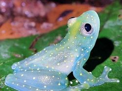 Bukan AI, Hewan-hewan Aneh Ini Benar Ada di Dunia Nyata