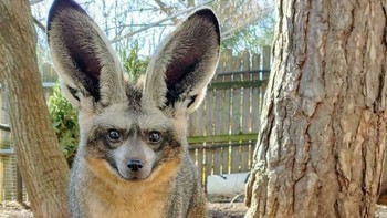 Rubah telinga kelelawar (Otocyon megalotis). Foto: BoredPanda