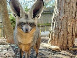 Bukan AI, Hewan-hewan Aneh Ini Benar Ada di Dunia Nyata