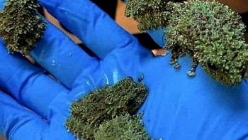 Theloderma corticale juga dikenal sebagai katak lumut Vietnam. Foto: BoredPanda