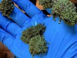 Bukan AI, Hewan-hewan Aneh Ini Benar Ada di Dunia Nyata