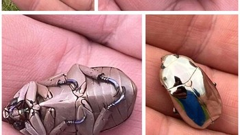 Chrysina limbata, spesies kumbang scarab yang ditemukan di Kosta Rika dan hutan hujan Amerika Selatan. Foto: BoredPanda