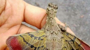 Kadal Draco dari genus Draco. Foto: BoredPanda