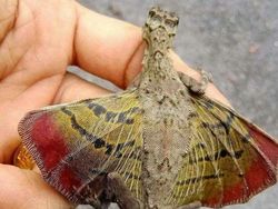 Bukan AI, Hewan-hewan Aneh Ini Benar Ada di Dunia Nyata