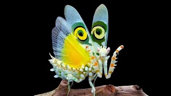 Belalang sembah bunga berduri (Pseudocreobotra wahlbergii). Foto: BoredPanda