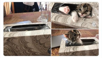 Dicariin sampai sejam, eh di sini. Foto: britneydiane via Bored Panda