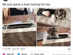 Kala Hewan Lucu Jadi Ninja, Ngumpet di Tempat Out of the Box