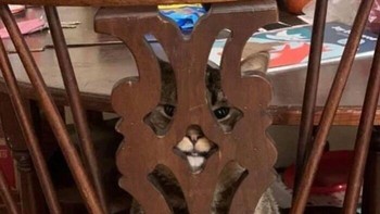 Kucingku benar-benar berpikir aku tidak dapat melihatnya dan dia melompat ke aku saat aku melewatinya, ujar netter. Foto: Kennicole16 via Bored Panda
