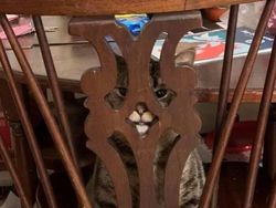 Kala Hewan Lucu Jadi Ninja, Ngumpet di Tempat Out of the Box