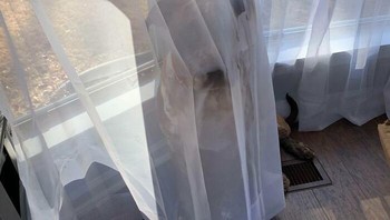 Anjing ini berusaha bersembunyi agar tidak diberi obat telinga. Foto: roosking via Bored Panda