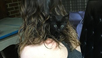 Kalau kucing yang satu ini justru nyaman bersembunyi di rambut perempuan ini. Foto: butitsa10-33 via Bored Panda