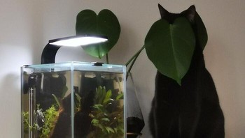 Sam mencoba tak terlihat ketika mendekati akuarium baru majikannya. Foto: Alcay via Bored Panda