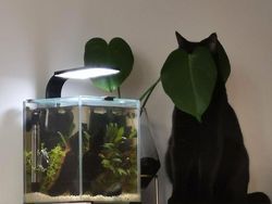 Kala Hewan Lucu Jadi Ninja, Ngumpet di Tempat Out of the Box