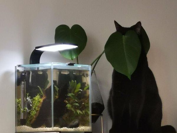 Kala Hewan Lucu Jadi Ninja, Ngumpet di Tempat Out of the Box
