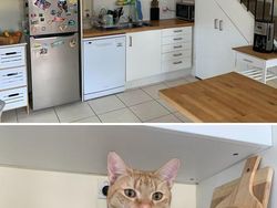 Kala Hewan Lucu Jadi Ninja, Ngumpet di Tempat Out of the Box