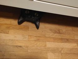 Kala Hewan Lucu Jadi Ninja, Ngumpet di Tempat Out of the Box