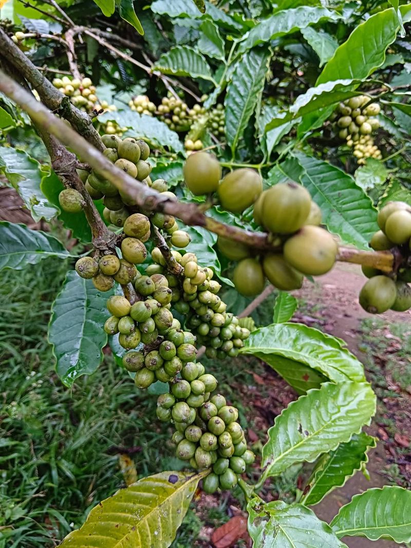 Kopi robusta Pupuan yang memiliki rasa identik dan terkenal hingga mancanegara. (Dok. Facebook Kopi Robusta Pupuan) Kopi robusta Pupuan yang memiliki rasa identik dan terkenal hingga mancanegara. (Dok. Facebook Kopi Robusta Pupuan)
