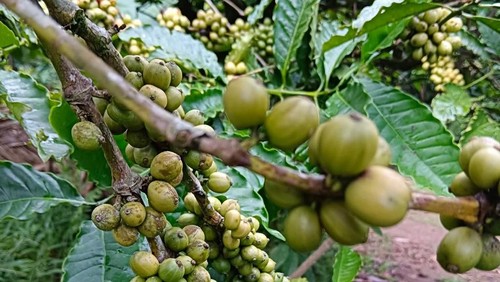 Kopi robusta Pupuan yang memiliki rasa identik dan terkenal hingga mancanegara. (Dok. Facebook Kopi Robusta Pupuan)