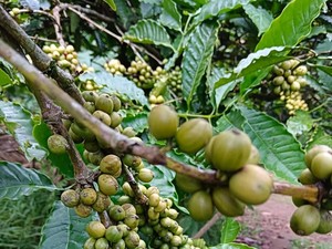 Mengenal Kopi Robusta Pupuan Tabanan yang Memiliki Citarasa Khas