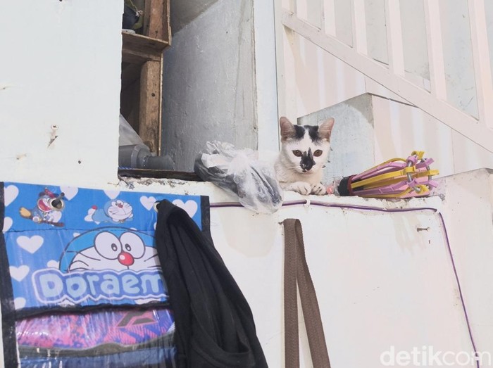 Kucing milik Tiara