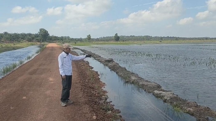 Sawah petani di Bangka Selatan terendam banjir