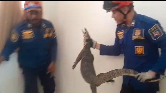 Seekor biawak muncul di salah satu rumah warga Lawanggintung, Kecamatan Bogor Selatan, Kota Bogor, Jawa Barat. (Dok istimewa).
