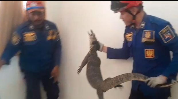 Seekor biawak muncul di salah satu rumah warga Lawanggintung, Kecamatan Bogor Selatan, Kota Bogor, Jawa Barat. (Dok istimewa).