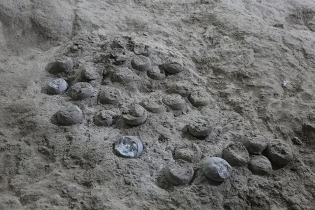 Telur dinosaurus