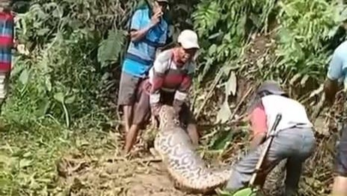 Ular piton sepanjang 7 meter dibunuh warga usai menelan anak sapi di Mamasa.