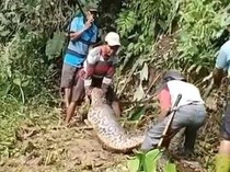 Viral Piton 7 Meter Dibunuh Warga Usai Telan Sapi di Mamasa