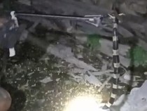 Seekor Kobra Ditemukan Lagi di Mlese Klaten Bersama Ular Welang