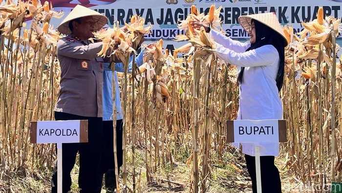 Bupati Banyuwangi saat memanen Jagung bersama Kapolda di lahan jagung Desa Sobo.