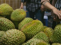 Durian Ilegal Malaysia Masuk Lewat Batam, Karantina Sebut Belum Ada Laporan