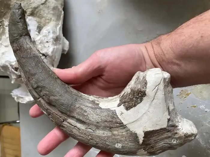 Dinosaurus Joaquinraptor