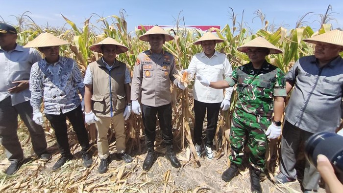 Forkopimda Sidoarjo panen raya jagung kuartal III